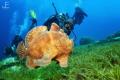   Giant Frogfish swimming diver  